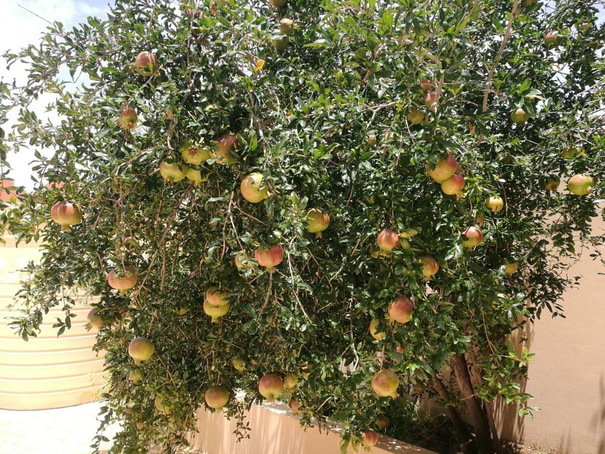 Salassel Al Jabal Al Akhdar Guesthouse Al 'Aqar Luaran gambar